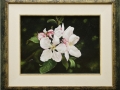 18-2005-appelbloesem-30x40