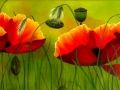 68. 2014 klaprozen canvas 50x150